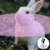 Tiny Cute Creatures album cover